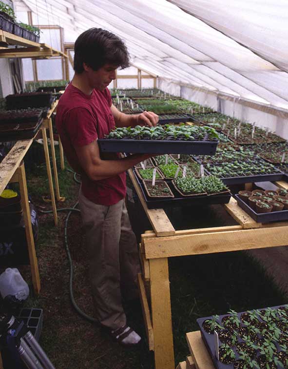 dennis greenhouse